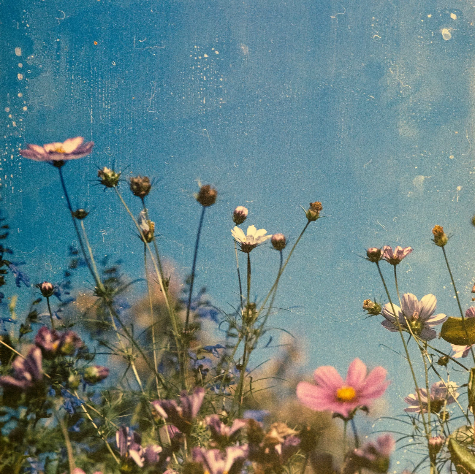 Pink and white cosmos flowers against a bright blue sky with vintage
