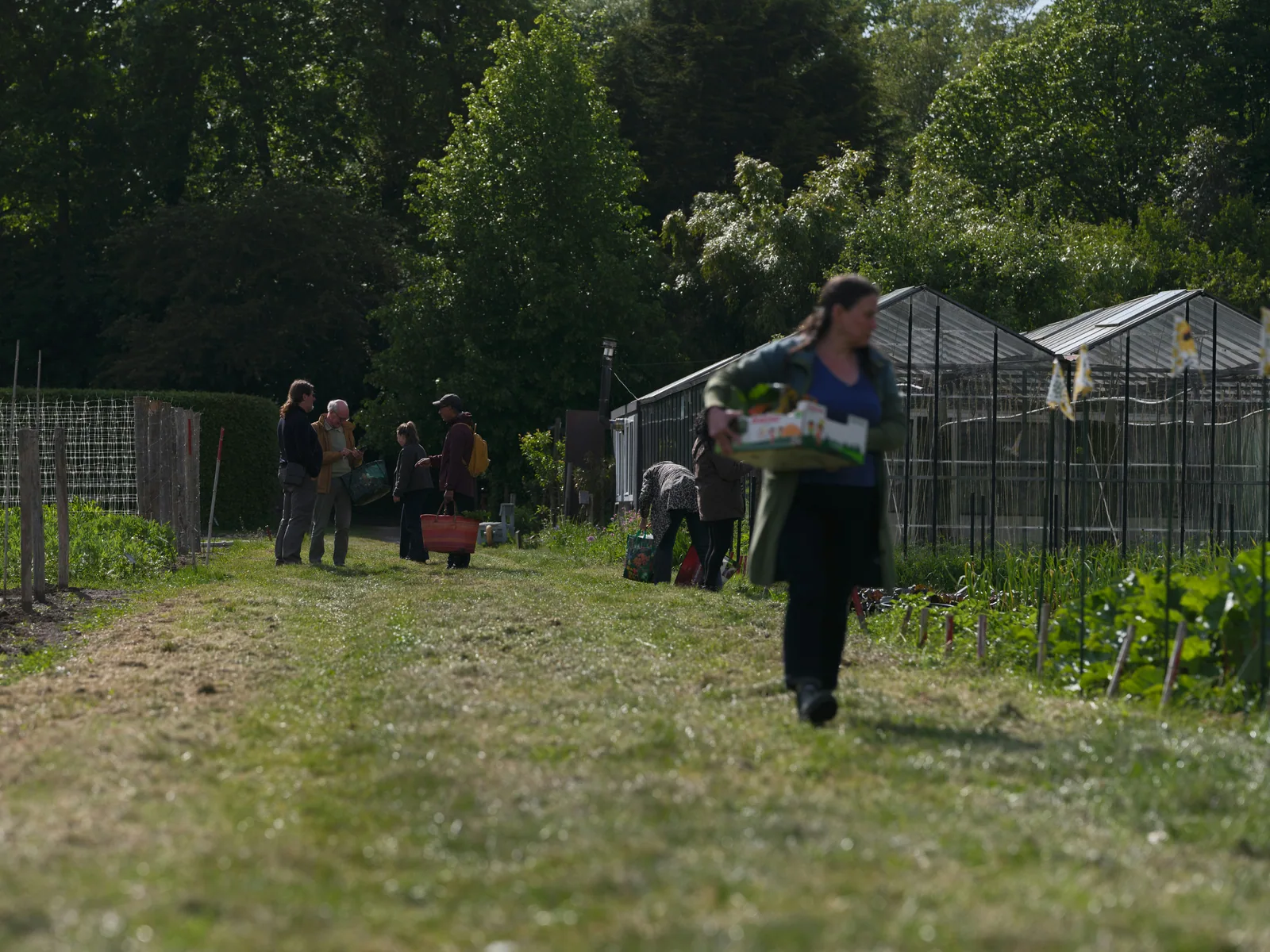 A woman carrying produce through a community garden with greenhouses