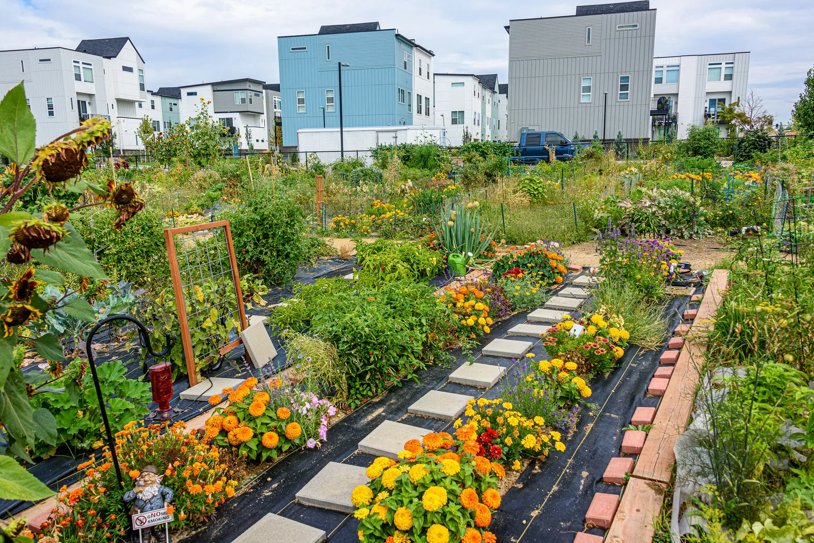 A community garden full of yellow flowers, with houses behind