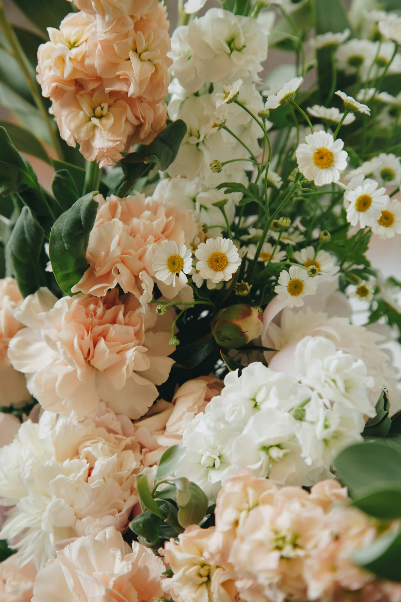 Peach and white stocks with daisies, packed close