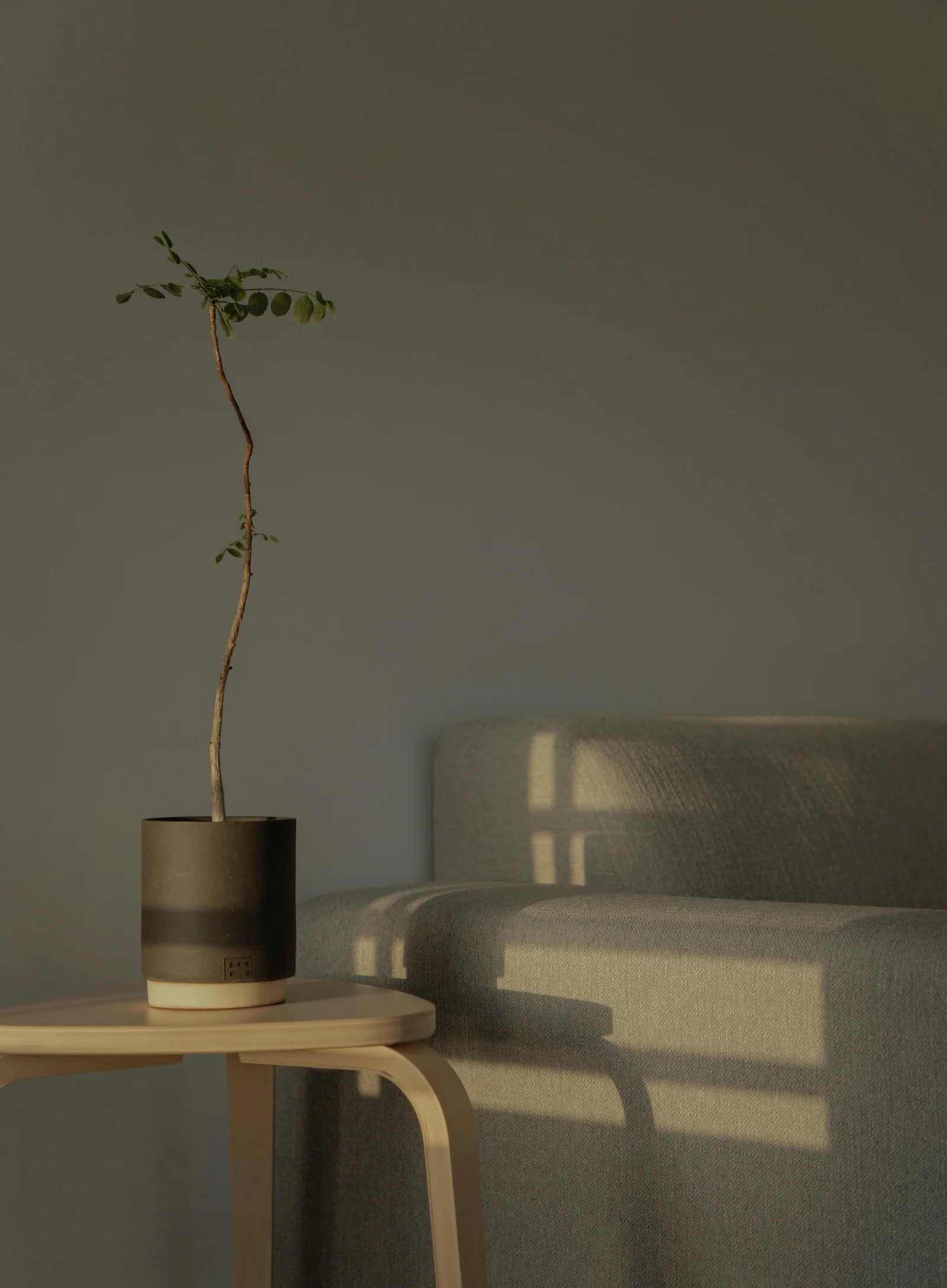 A corner with a grey sofa, a small plant and low sun